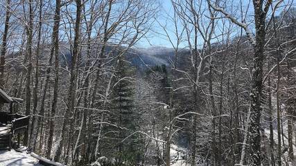 Bed And Breakfasts for 4 Guests in Great Smoky Mountains National Park, North Carolina, Picture 3