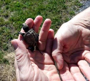 Cabin Rentals And Lodges for 10 Guests in Lake Ontario (Canada), Picture 2