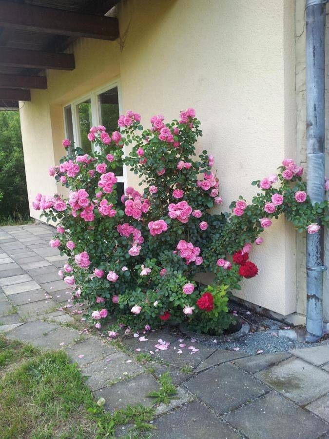 Ferienwohnung am Spreeradweg in Neusalza-Spremberg, Oberlausitz-Niederschlesien