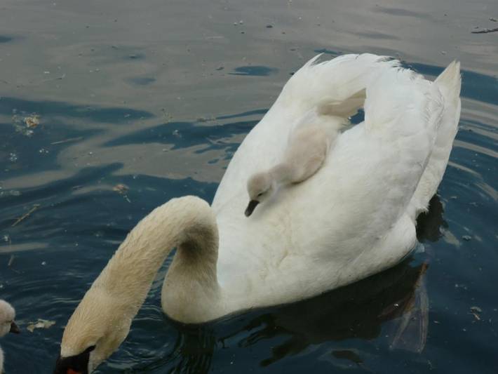Gîte pour 4 personnes, avec terrasse à Kunheim - 4