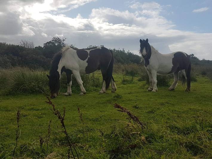 Ferienhaus für 6 Personen, mit Terrasse, kinderfreundlich in Kollerup Strand - 4