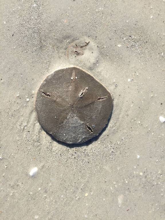 Ferienhaus für 8 Personen, mit Garten, mit Haustier auf Sanibel Island