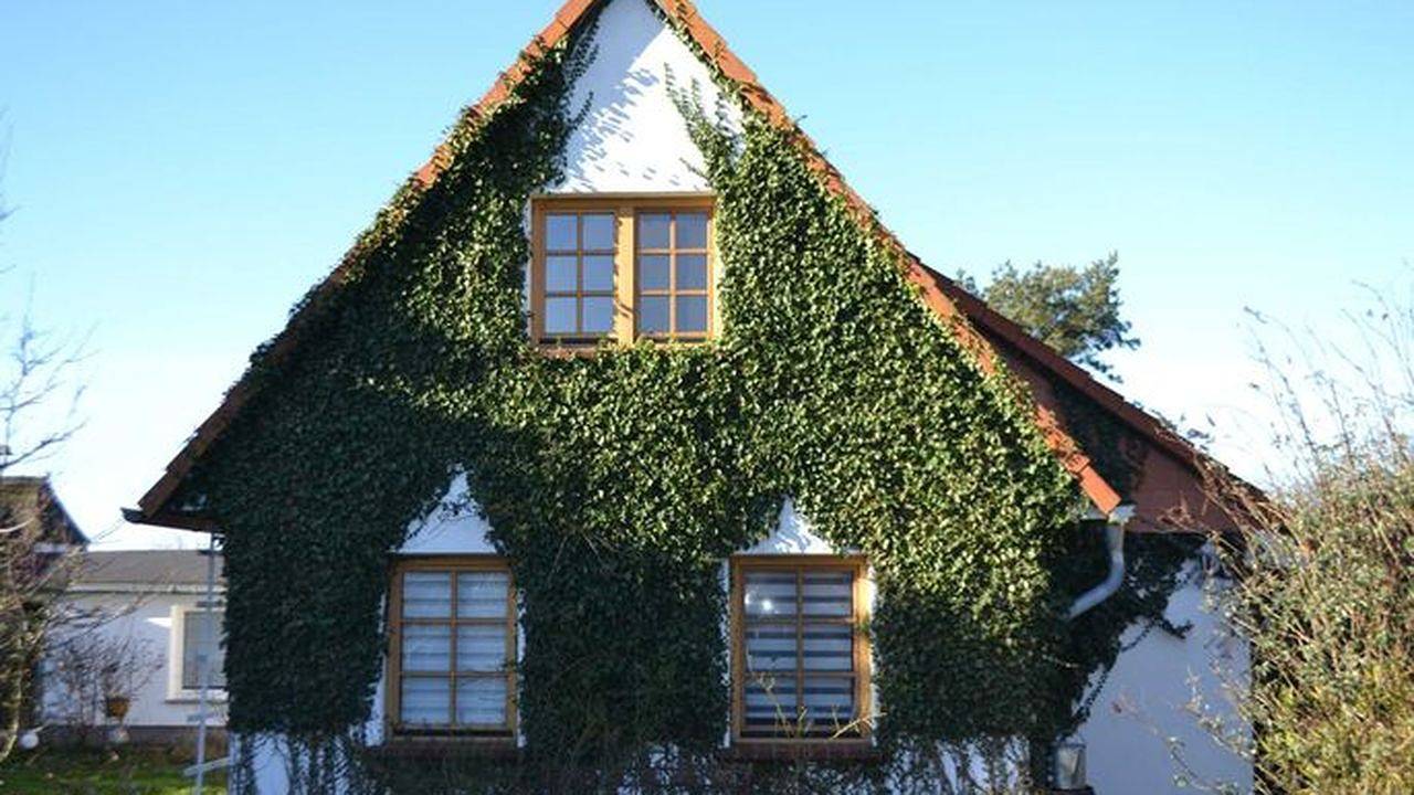 Ganze Ferienwohnung, Ferienwohnung für 3 Personen (50 m²) in Insel Hiddensee in Hiddensee, Ostseeinseln