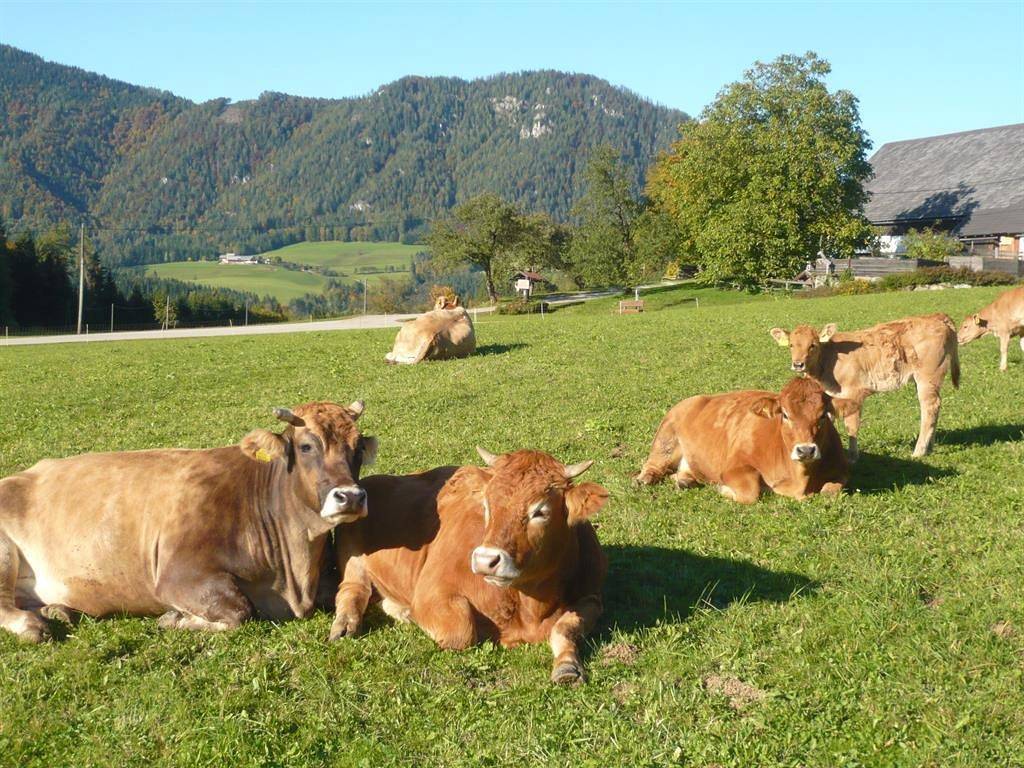 Room for 4 people with lake view in Vorderstoder, Kirchdorf an der Krems (Bezirk)