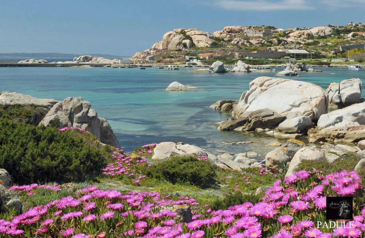 La Fonte dell'ulivo 3 in Parco Nazionale dell'Arcipelago di La Maddalena, La Maddalena
