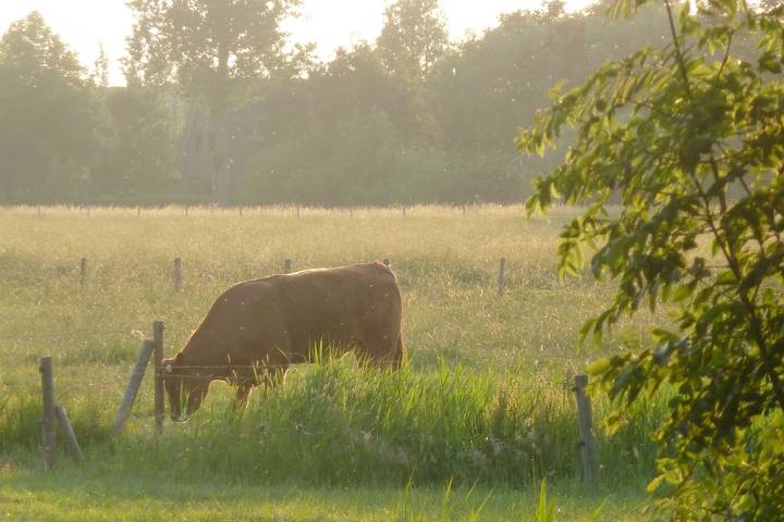 Landhaus für 8 Personen, mit Garten und Ausblick, kinderfreundlich auf Eiderstedt - 3