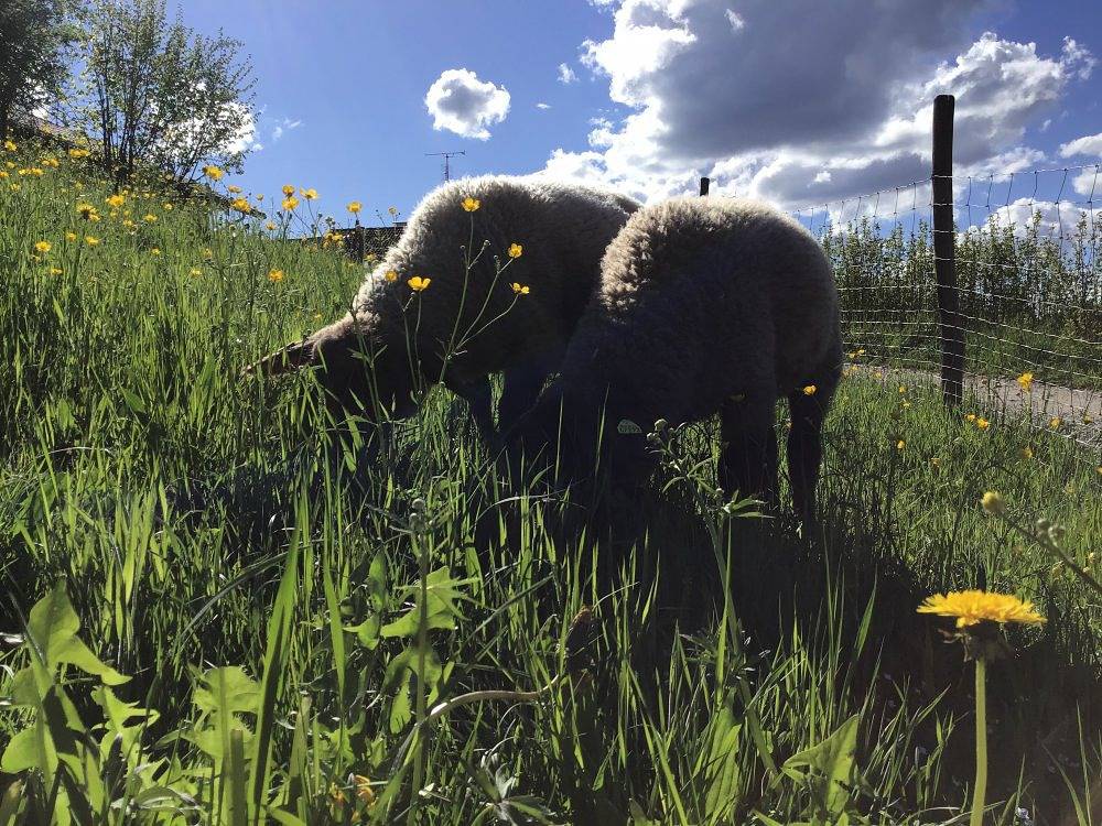 Ferme pour 4 personnes avec terrasse in Holzhausen am Starnberger See, Münsing