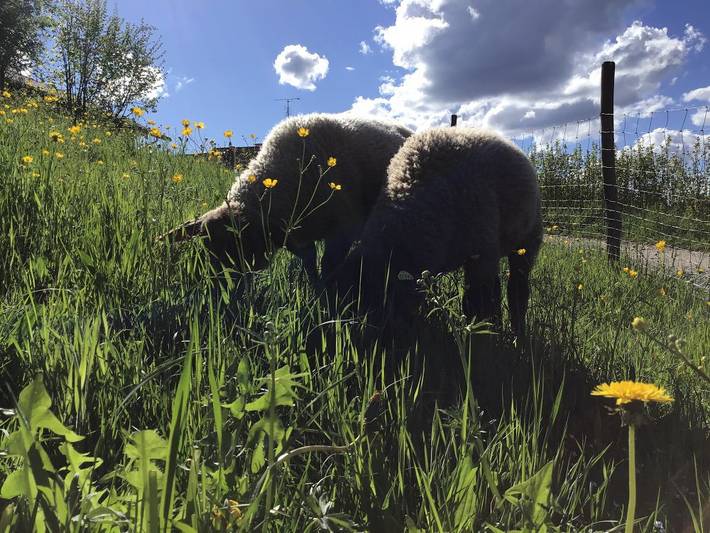 Bauernhof für 4 Personen, mit Garten, kinderfreundlich in Fünfseenland - 4