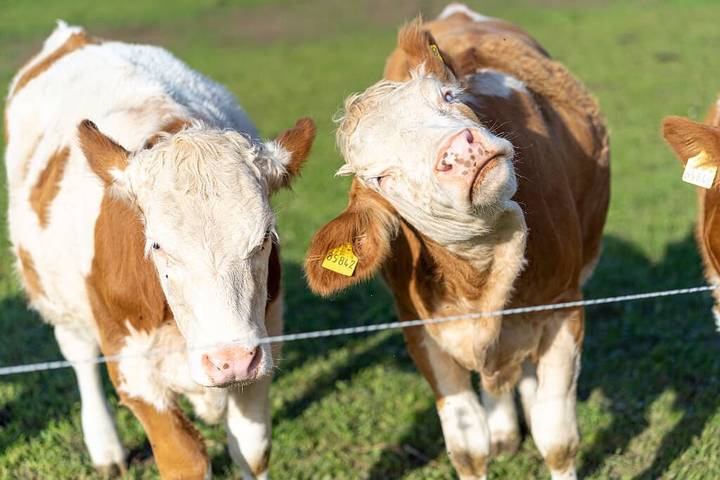 Ferienhaus für 5 Personen, mit Garten, kinderfreundlich in Passauer Land - 3