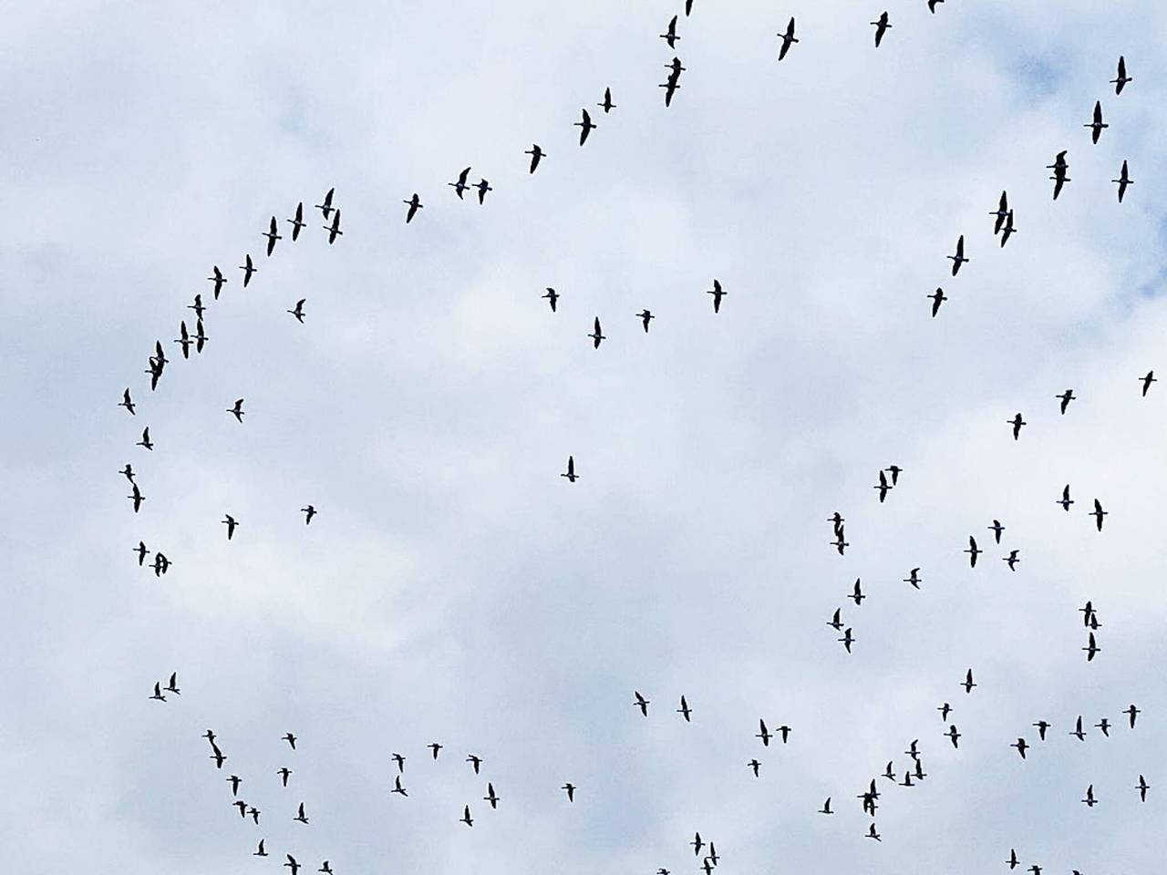 4 Personen Ferienhaus in Gedser-By Traum in Gedser, Schwedische Ostsee