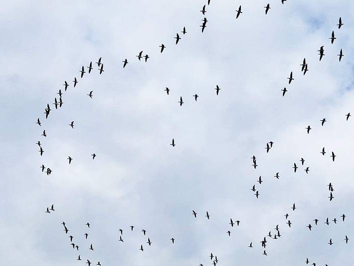 Ferienhaus für 4 Personen, mit Balkon, kinderfreundlich in Gedser - 4