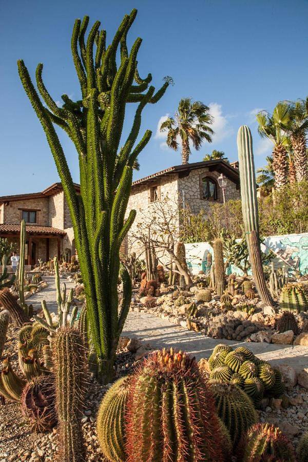 Garden Cactus in Favara, Agrigento Provinz