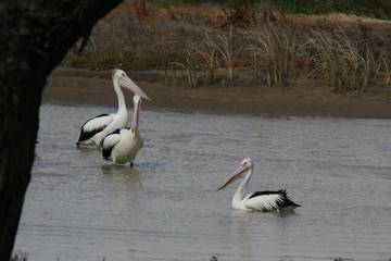 Holiday Home for 2 People in Shire of Campaspe, Victoria, Photo 2