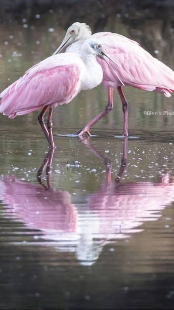 Beach Rental for 4 Guests in Seabrook Island, South Carolina Lowcountry, Picture 2