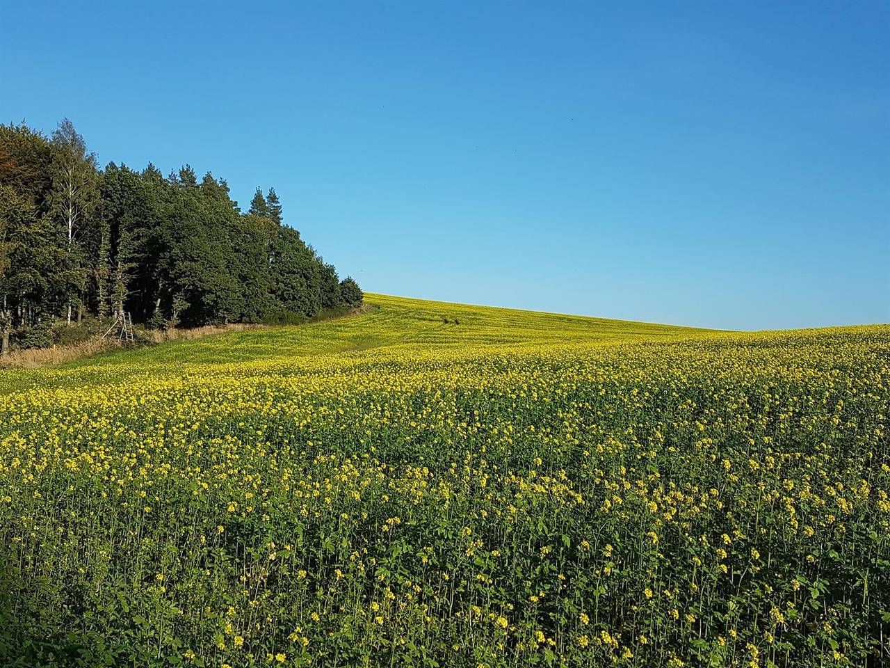 Ganze Ferienwohnung, Appartement/Fewo, Dusche, Wc, ruhig in Dippoldiswalde, Osterzgebirge