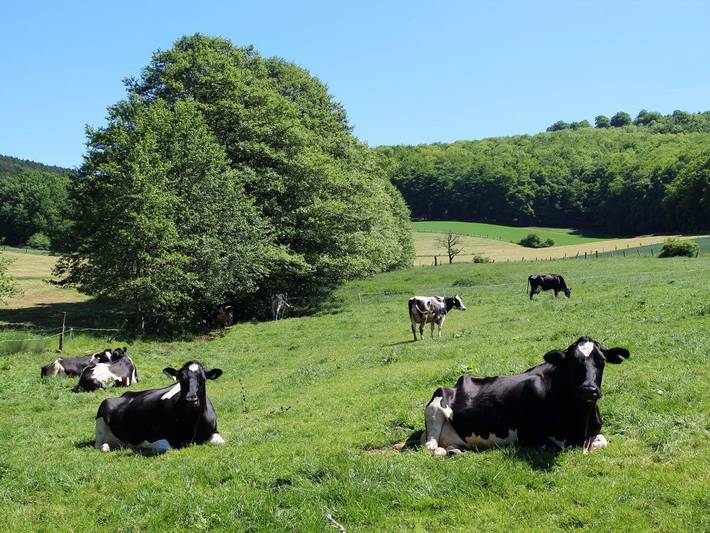 Ferienhaus für 10 Personen, mit Garten und Balkon in Werratal - 3