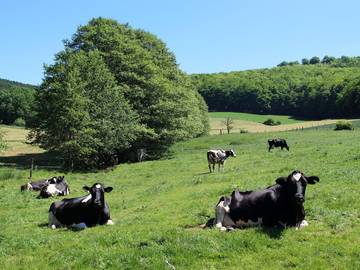 Bauernhof für 10 Personen in Witzenhausen, Hessisches Bergland, Bild 2