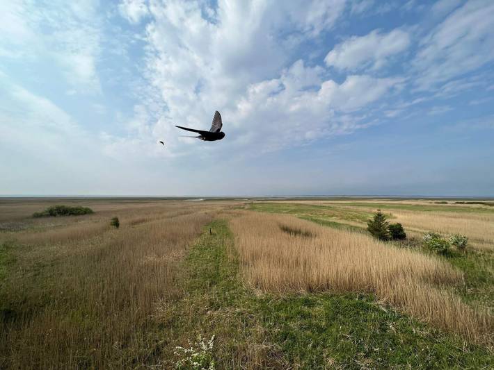Ferienhaus für 8 Personen, mit Garten und Terrasse sowie Sauna, kinderfreundlich in Nissum Fjord - 3