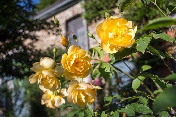 Location de vacances pour 4 personnes, avec vue et jardin à Tenneville - 2