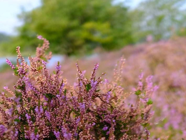 Ferienhaus für 6 Personen, mit Terrasse, mit Haustier in Silkeborg - 2