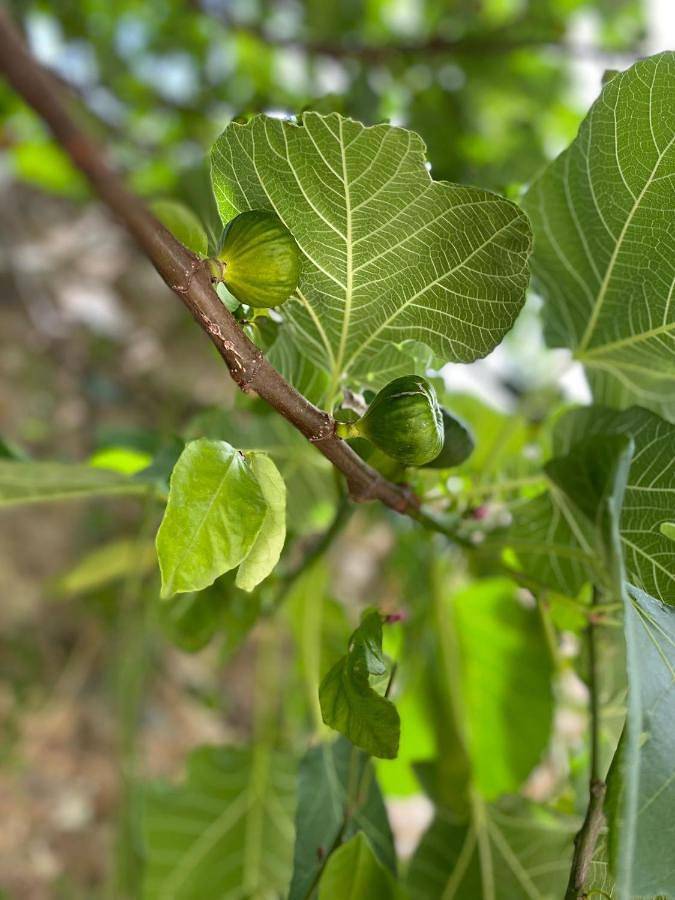 Location de vacances pour 2 personnes, avec jacuzzi et jardin à Campo Maior - 2
