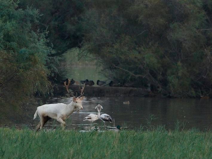 Ferienhaus für 7 Personen, mit Garten in Sant Pere Pescador - 4