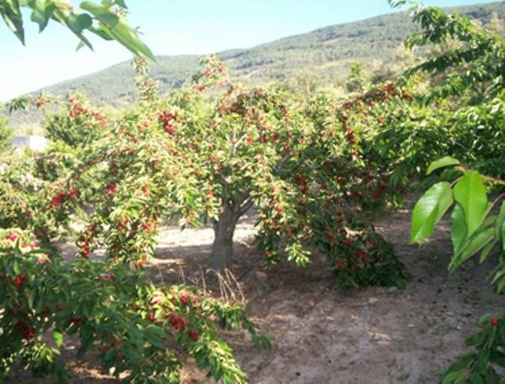 Casa rural para 4 personas, con Jardín en Valle del Jerte - 3
