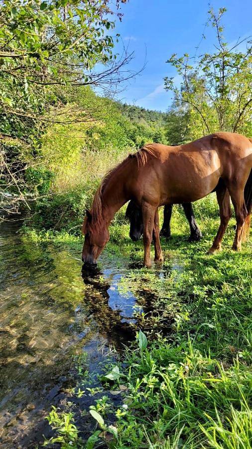 Location de vacances pour 4 personnes, avec jardin ainsi que vue et vue sur le lac, animaux acceptés dans La Bonneville-sur-Iton - 4