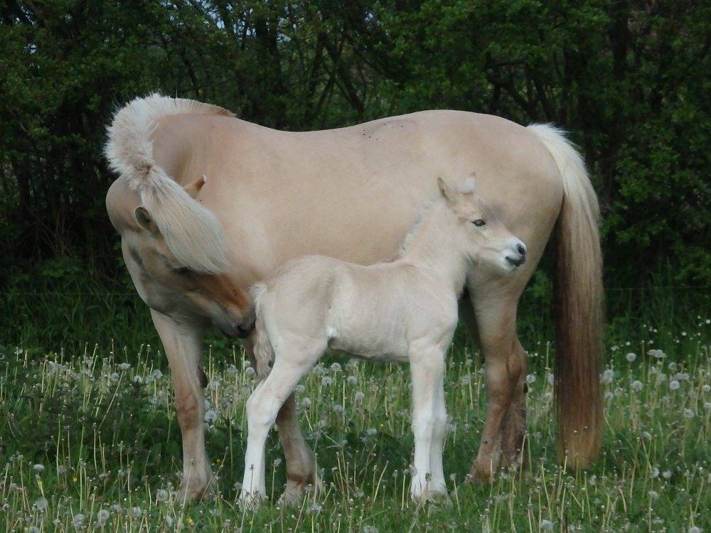 Fjordgestüt Süderstapel - Ferienwohnung A in Süderstapel, Eider-Treene-Sorge