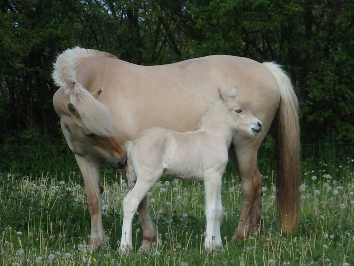 Ferienhaus für 3 Personen, mit Terrasse und Sauna sowie Garten in Süderstapel - 3