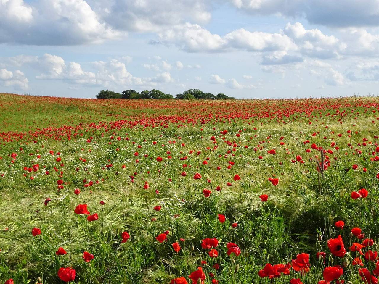 6 Personen Ferienhaus in Slagelse in Kongsmark Strand, Slagelse