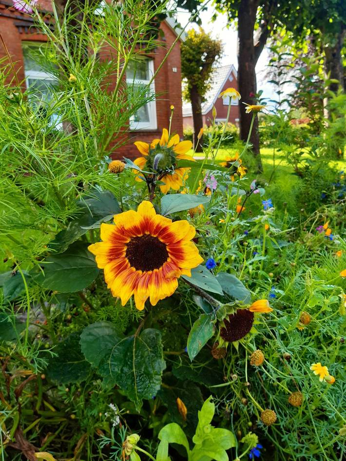 Ferienhaus für 5 Personen, mit Garten, mit Haustier in Weener - 3