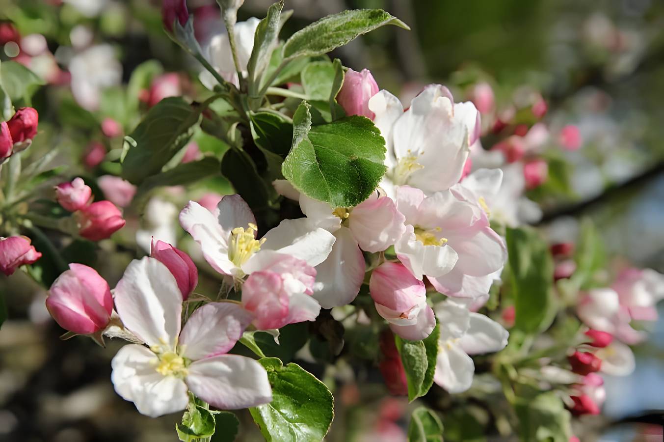Appartamento intero, Pension Haus Rose - Doppelzimmer Trimm Dich-stüble in Oberharmersbach, Foresta Nera centrale