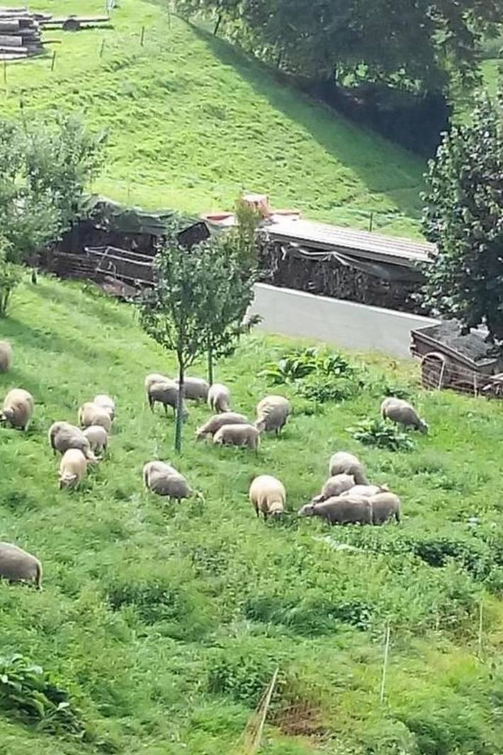Ferienwohnung für 3 Personen am Genfer See - 2