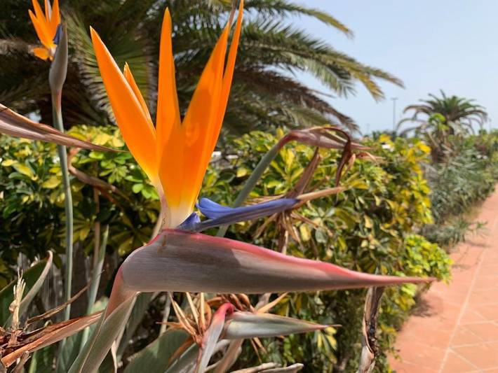 Chambre d’hôte pour 2 personnes, avec terrasse et vue ainsi que jardin et piscine à Corralejo - 3