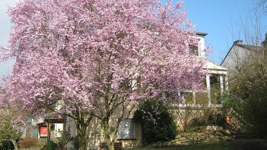 Ferienwohnung für 2 Personen, mit Garten an der Burg Eltz - 3