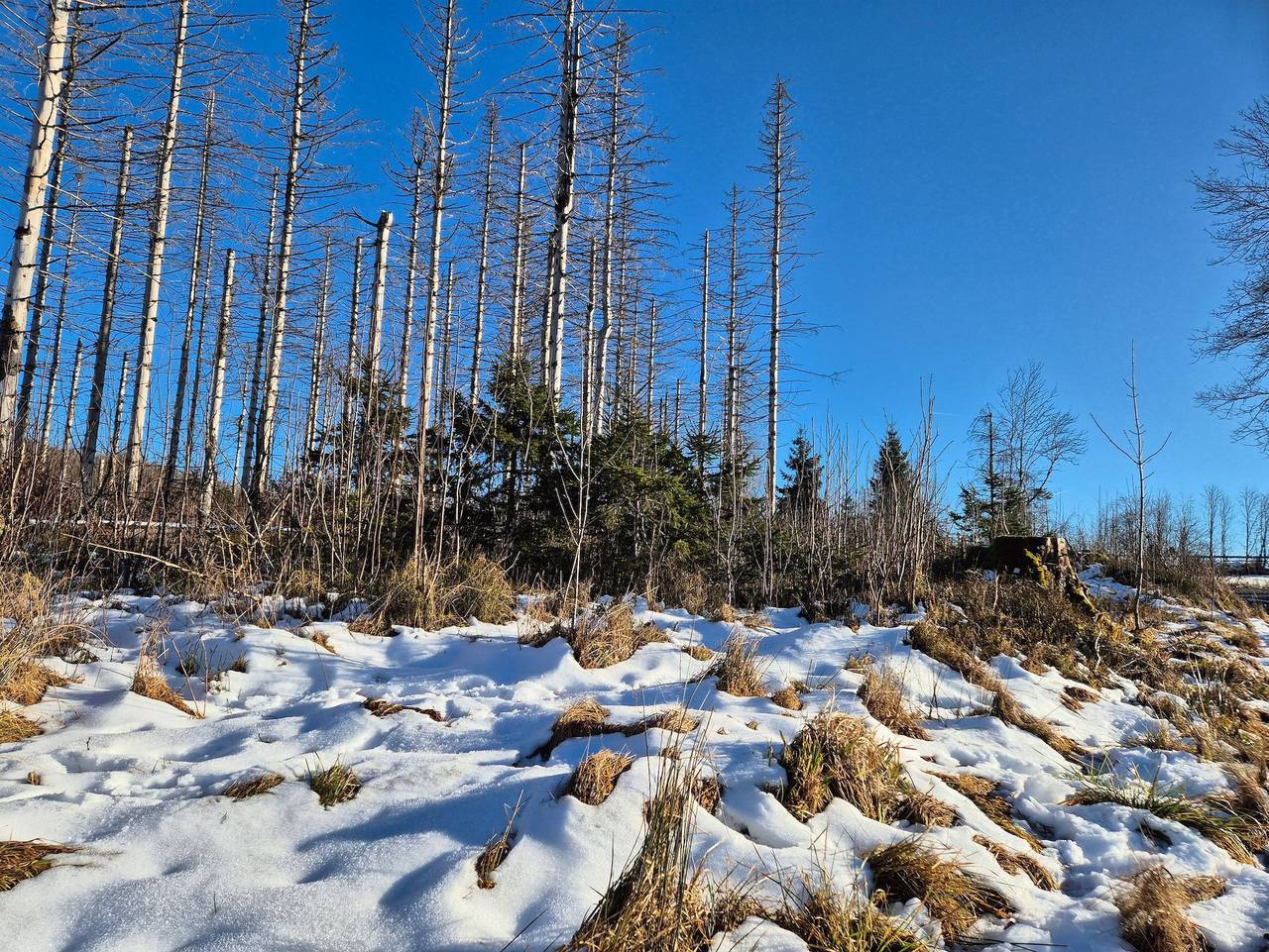 Ganze Ferienwohnung, Kleine Hexenresidenz - Kleine Hexenresidenz F-Ii-E-6 in Altenau, Harzvorland