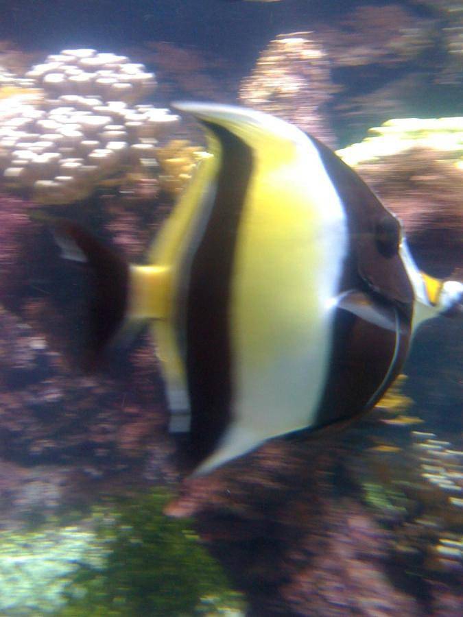 Location de vacances pour 12 personnes, avec terrasse ainsi que vue et piscine dans Plage de la Palmyre