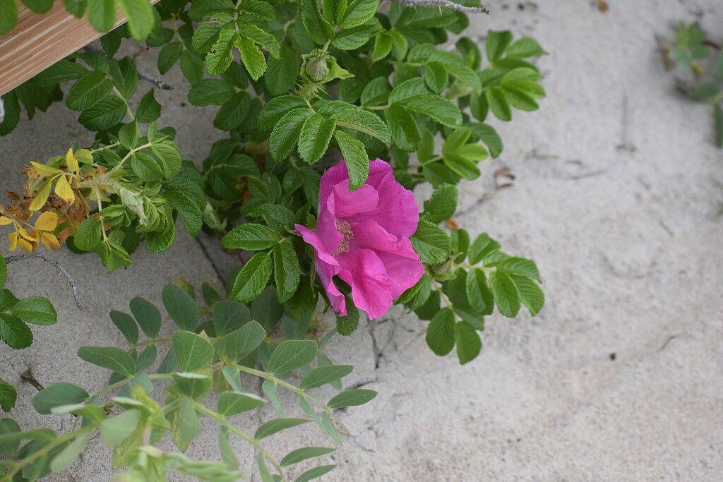 Ganze Wohnung, Condo Rental - Short Walk to Footbridge Beach in Ogunquit, York County