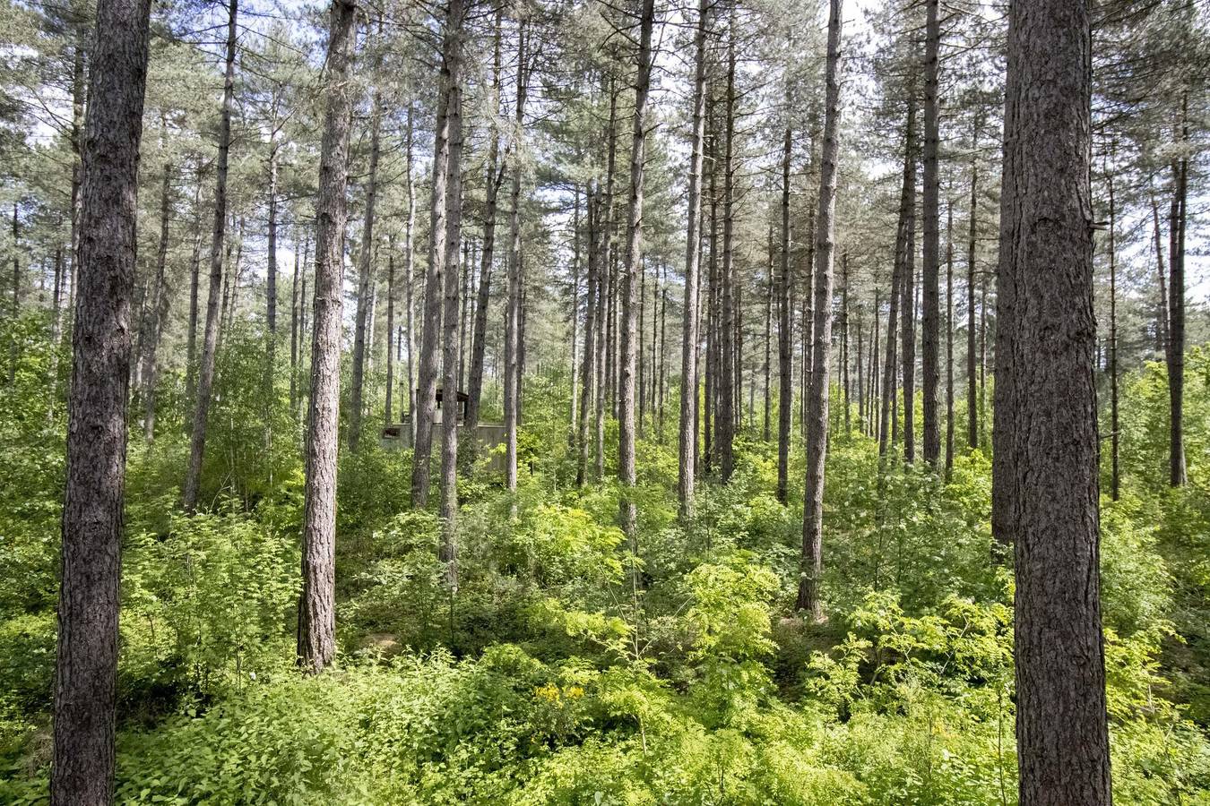 Recreatiedomein Warredal — Treetop in Maaseik, Hoge Kempen