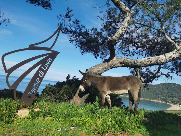Parc de vacances pour 4 personnes, avec piscine et jardin en Corse - 2