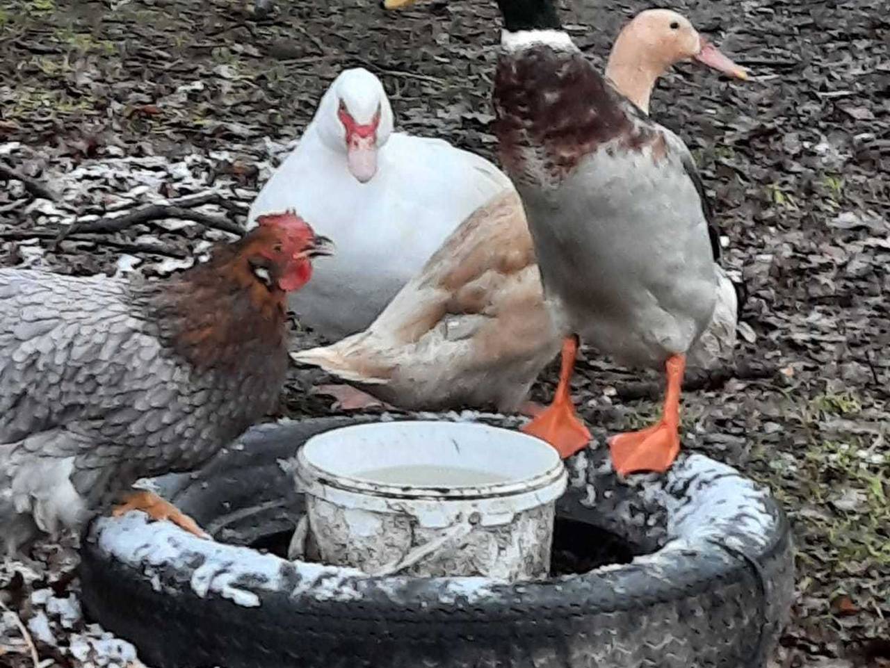 Ferienwohnung für 8 Personen in Neuenkirchen (Lüneburger Heide), Landkreis Heidekreis