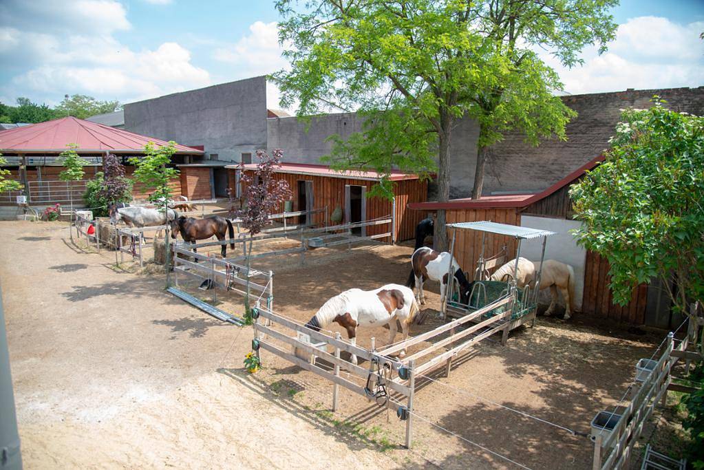 Ganze Ferienwohnung, Hippo-Campus - Urlaub am Pferdehof - Ranchzimmer mit Ausziehcouch in Bezirk Bruck an der Leitha