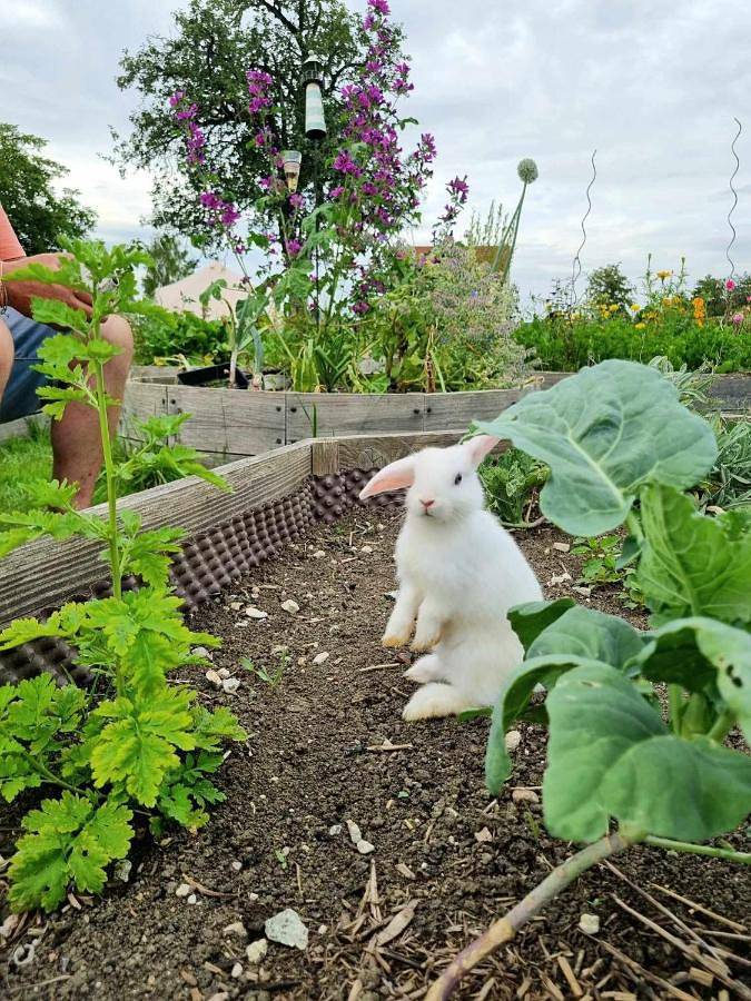 Tente pour 4 personnes, avec jardin dans les Ardennes - 4