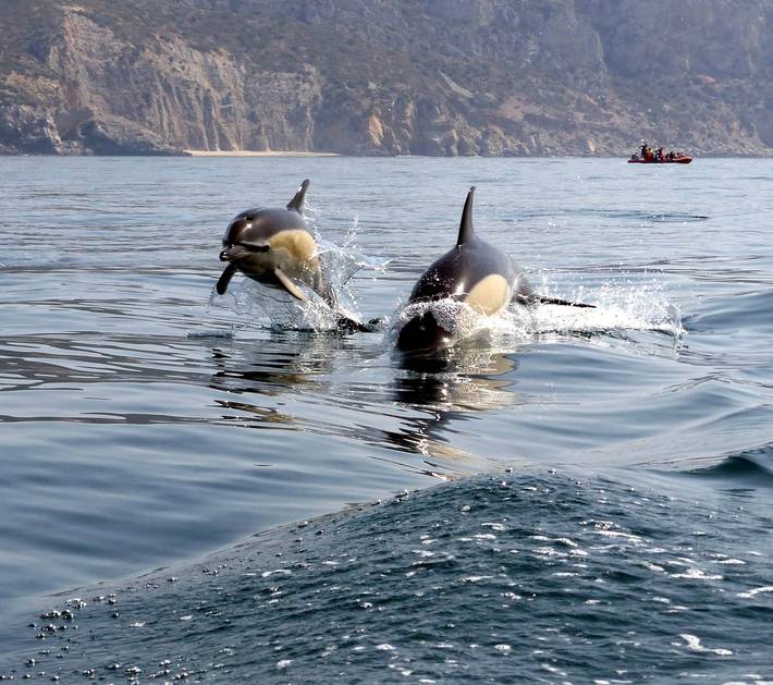 Διαμερίσματα διακοπών για 6 άτομα, με Μπαλκόνι και Κήπο στην Πορτογαλία