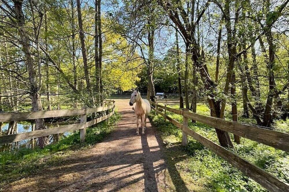 Ganze Wohnung, Exklusive Ferienwohnung auf dem Pferdehof ruhig & naturnah in Bad Fallingbostel, Aller-Leine-Tal