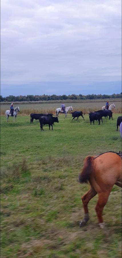 Location de vacances pour 4 personnes, avec piscine ainsi que vue et jardin dans Gallician - 4