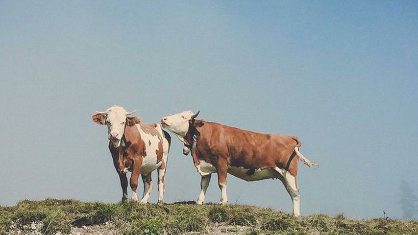 Gîte pour 7 personnes, avec jardin et sauna au Tegernsee - 3