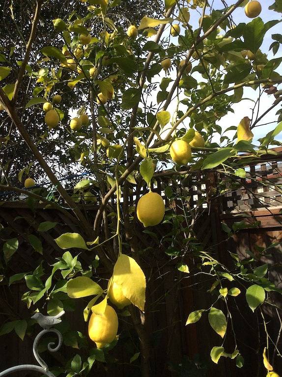 Main Street Farmhouse Cottage in Napa, Napa Valley