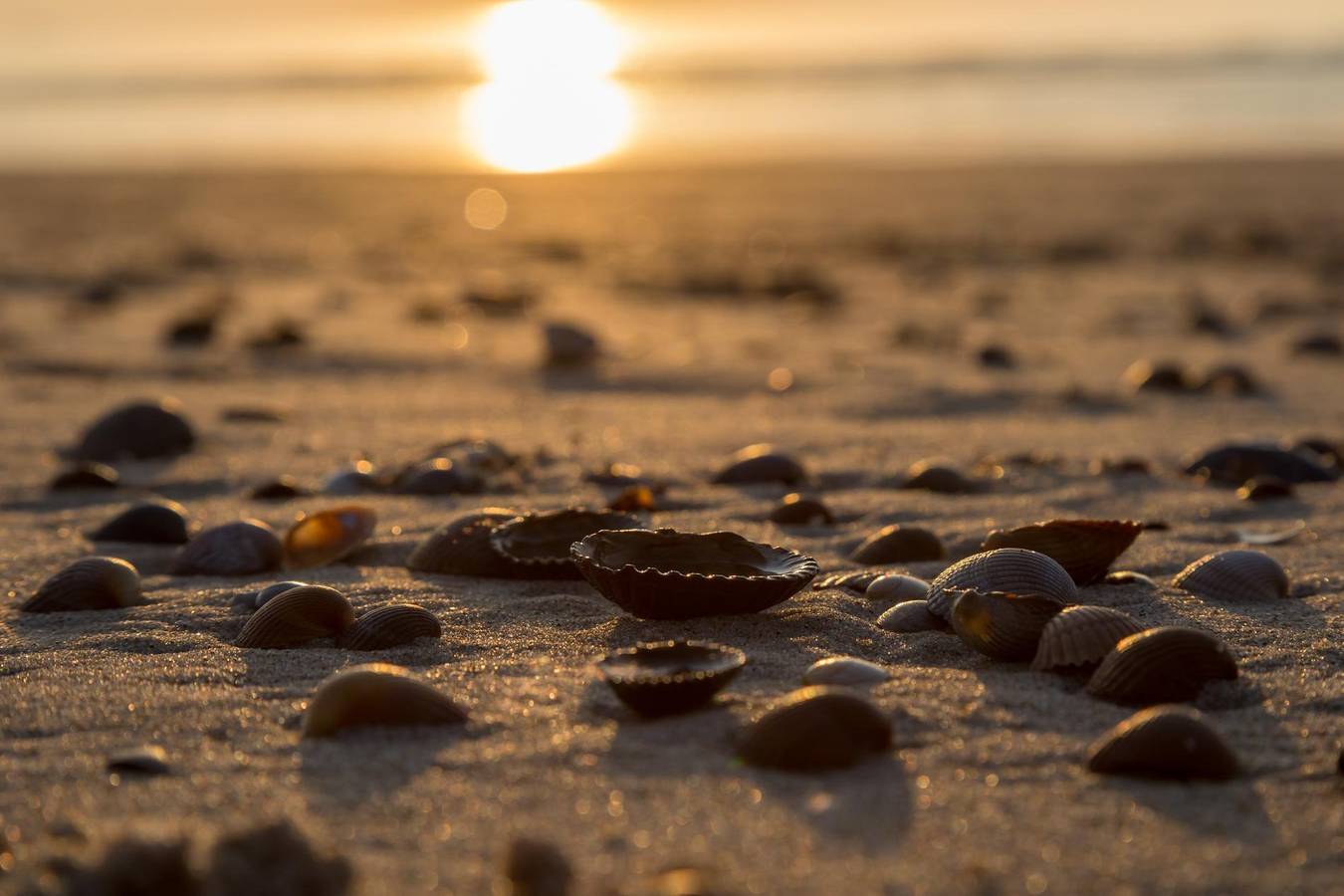 Strandschlafhäuschen bei Dishoek direkt am Meer mit Panoramablick und Terrasse, Nummer 342 in Koudekerke, Walcheren